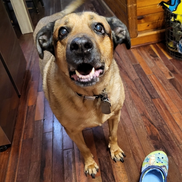 Dogs & Kids - Picture 3 of 16